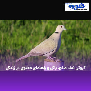کبوتر: نماد صلح، پاکی و راهنمای معنوی در زندگی