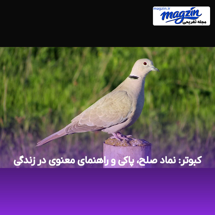 کبوتر: نماد صلح، پاکی و راهنمای معنوی در زندگی