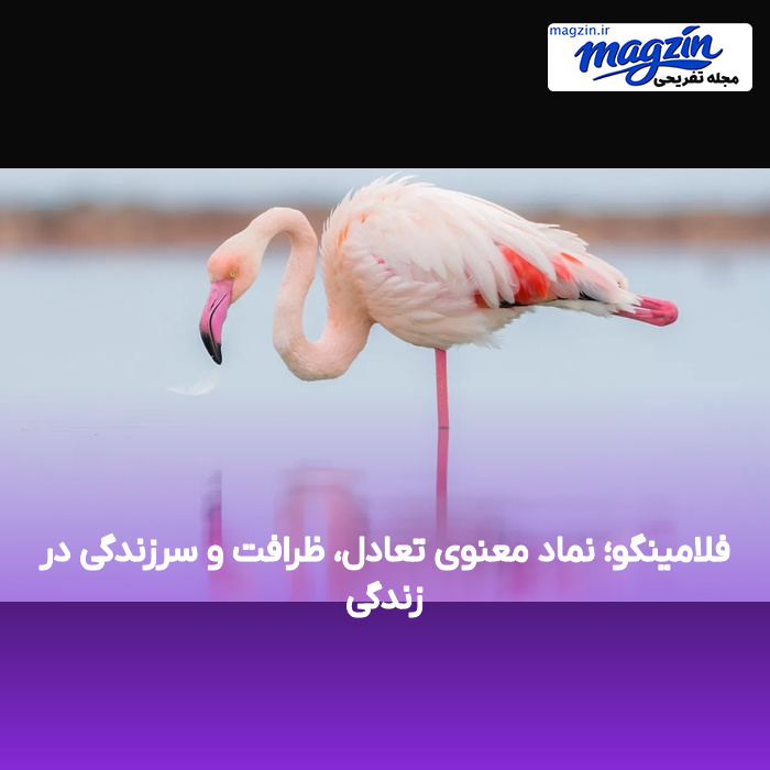 فلامینگو؛ نماد معنوی تعادل، ظرافت و سرزندگی در زندگی