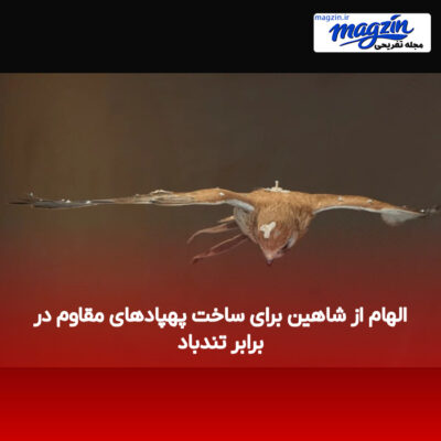 الهام از شاهین برای ساخت پهپادهای مقاوم در برابر تندباد
