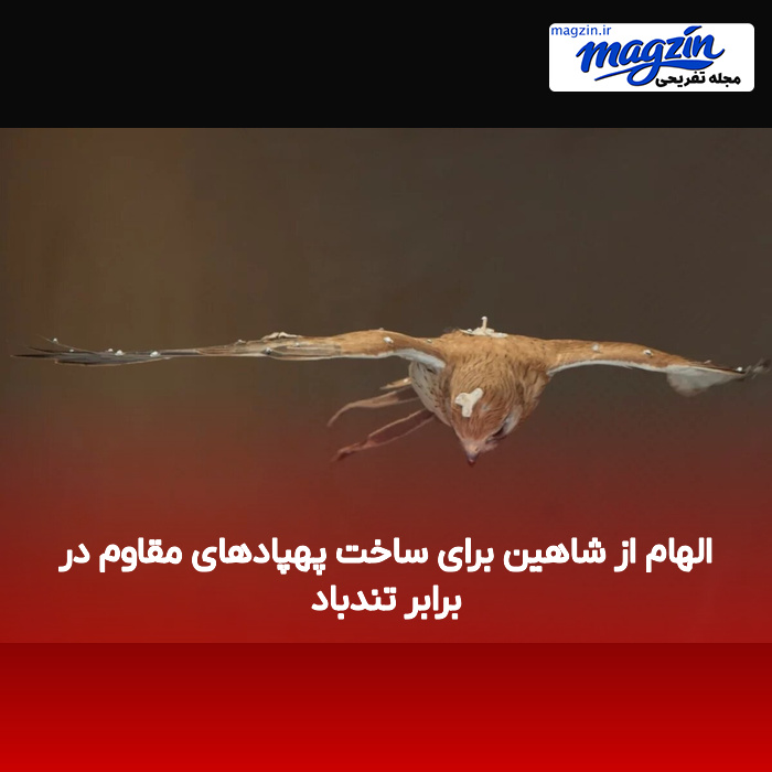 الهام از شاهین برای ساخت پهپادهای مقاوم در برابر تندباد