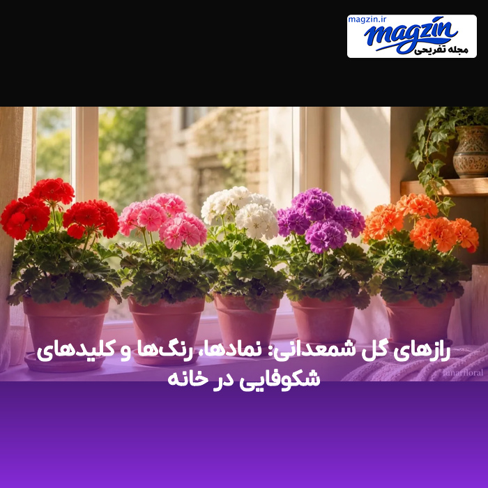 رازهای گل شمعدانی: نمادها، رنگها و کلیدهای شکوفایی در خانه