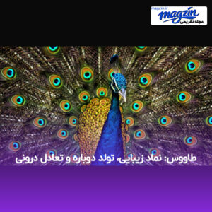 طاووس: نماد زیبایی، تولد دوباره و تعادل درونی