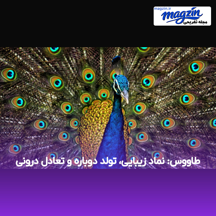 طاووس: نماد زیبایی، تولد دوباره و تعادل درونی