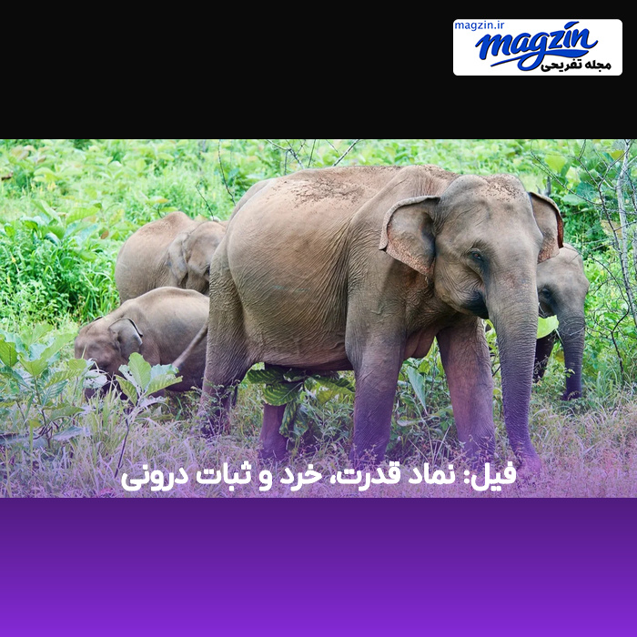 فیل: نماد قدرت، خرد و ثبات درونی