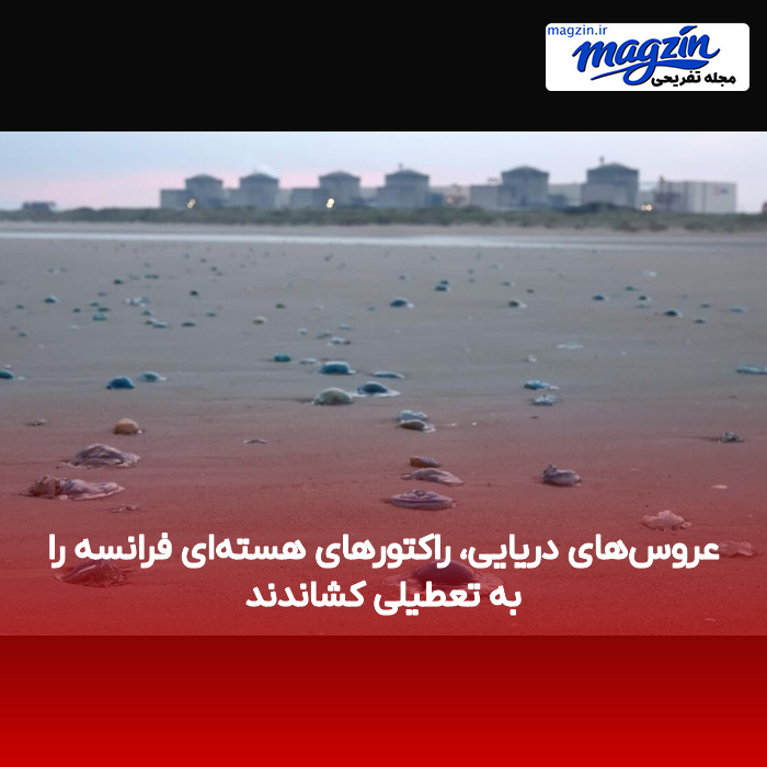 عروسهای دریایی، راکتورهای هستهای فرانسه را به تعطیلی کشاندند