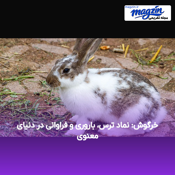 خرگوش: نماد ترس، باروری و فراوانی در دنیای معنوی