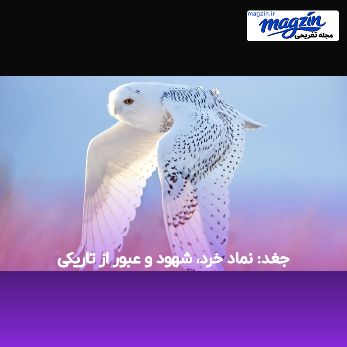 جغد: نماد خرد، شهود و عبور از تاریکی