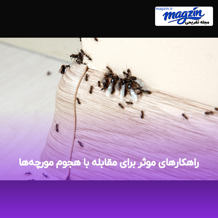 راهکارهای موثر برای مقابله با هجوم مورچه‌ها