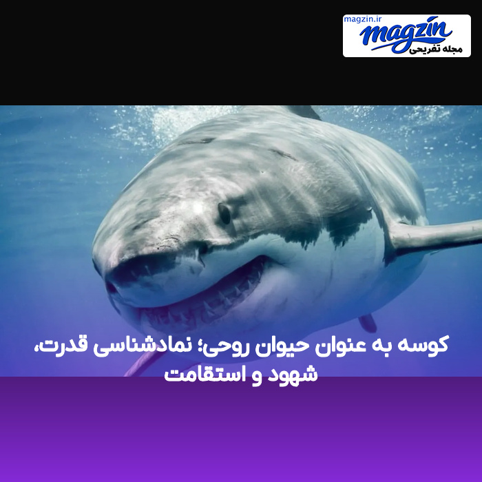 کوسه به عنوان حیوان روحی؛ نمادشناسی قدرت، شهود و استقامت