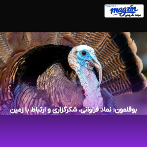 بوقلمون: نماد فراوانی، شکرگزاری و ارتباط با زمین